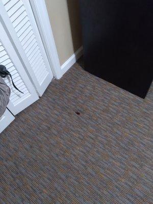 roach found on another bedroom floor