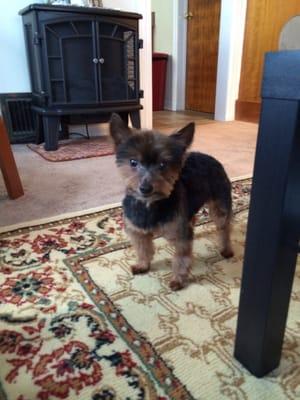 Henry after his grooming at Garden State Barkway.