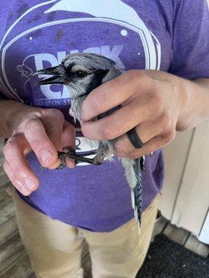 Blue Jay being helped