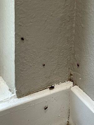 Vacant apartment after being treated five times and roaches still alive