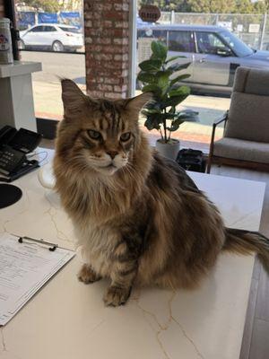 "the greeter" Maine Coon