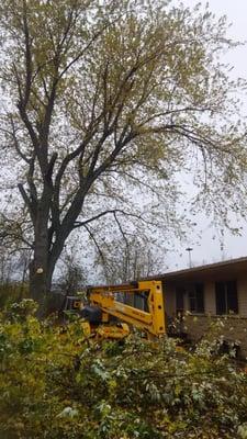 Large silver maple overhanging house.