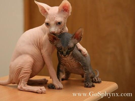 Go Sphynx