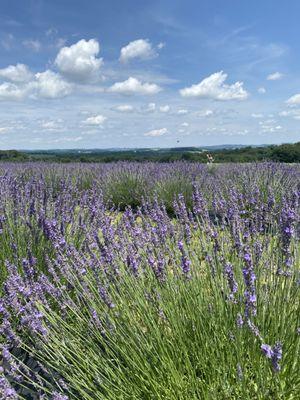 Lavender ready to pick.