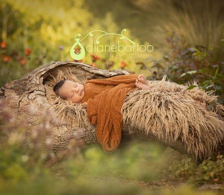 Newborn baby in natural log in rustic setting in outdoor newborn Photography