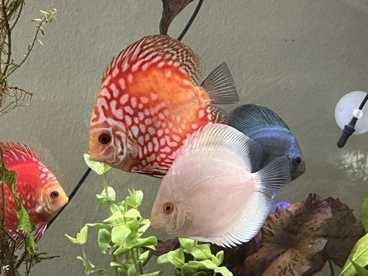 Discus