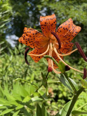 Coker Arboretum