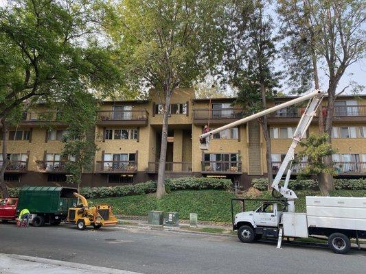 Tree trimming