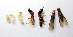 All the different kinds of termites from workers, soldiers, swarmers