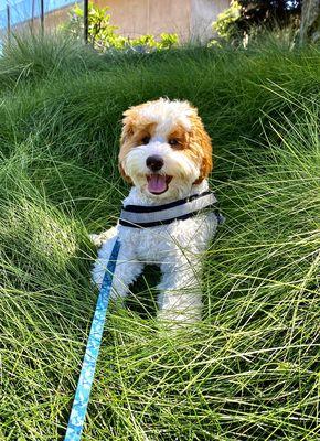 Happy Carlsbad Pup 3