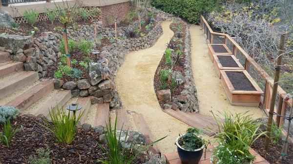 Terraced hillside with Dry stacked Moss rock stone walls with DG paths, redwood raised planter beds and deer fence