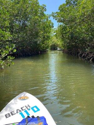 Paddling through mangroves