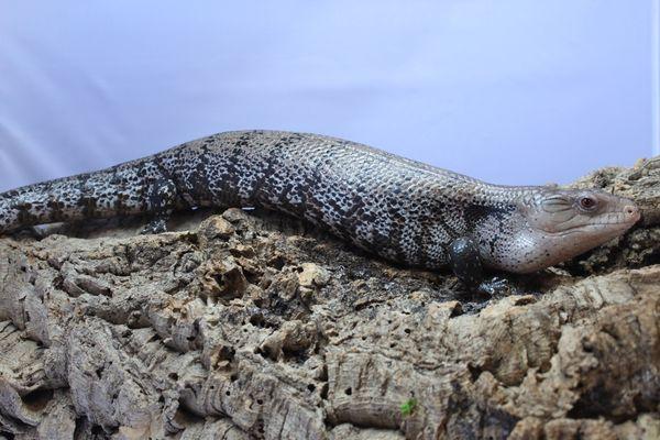 Indonesian Blue tongue skink