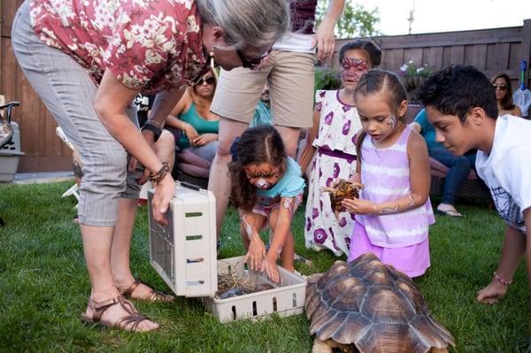 Turtles and Tortoise