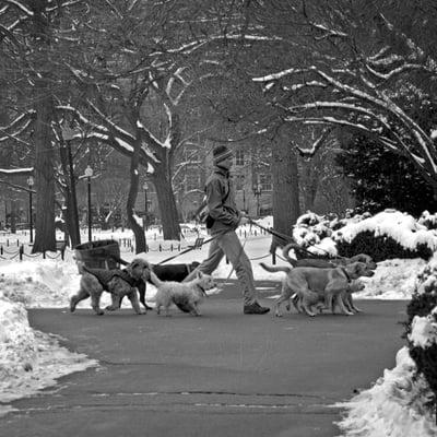 Strolling through the Public Garden [January 2009]