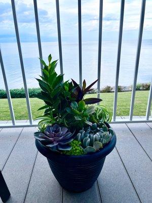 Succulent planter