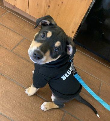 Monte, the Elementary reading therapy dog.