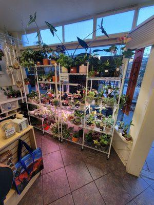 Variety of indoor plants inside for sale (11/11/23)