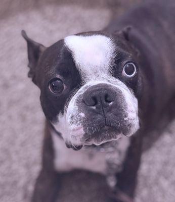 Bugg rescued at 2 years old from Puppy Luv. His favorite treat is plain, unsalted patties from McDonald's.