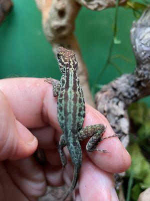 Leopard Anole