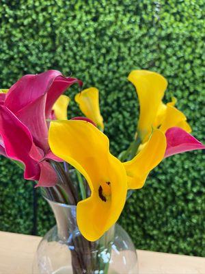 Mini Calla Lilies