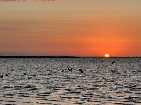 Pelicans fishing every morning