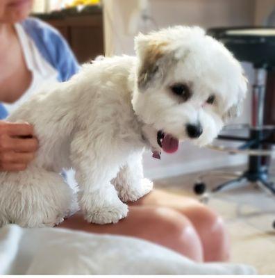 Our Havanese puppy