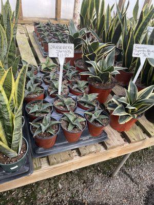 Snake plants