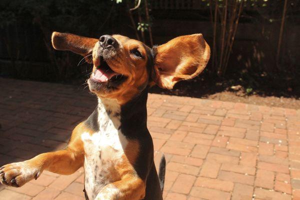 Jumping for joy at our spacious daycare and boarding facility Hotel Bark Ave!