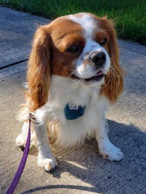 Cooper on his daily walk