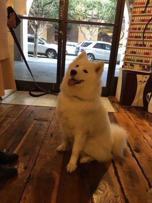 I saw a cute dog in the store too