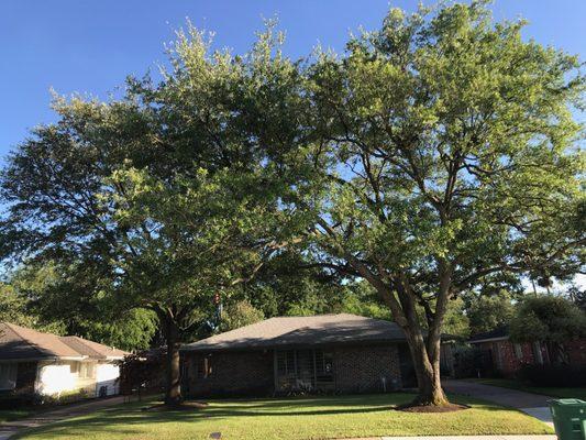 Houston Tree Surgeons