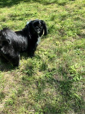 Nola showing off after her grooming @ Big Bubbles