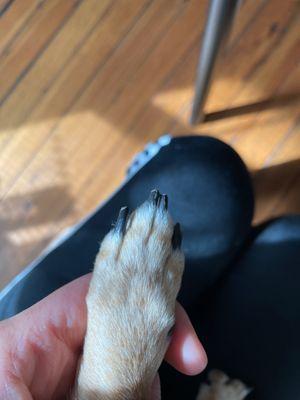 Nugget's perfect nails :)