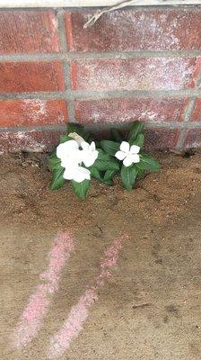 Flower outside the restaurant