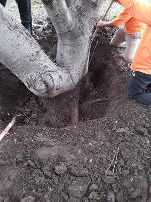 Root Collar Excavation