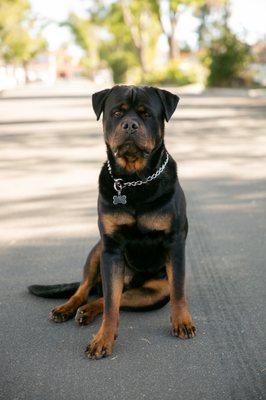 Man-K9 - San Diego Dog Training