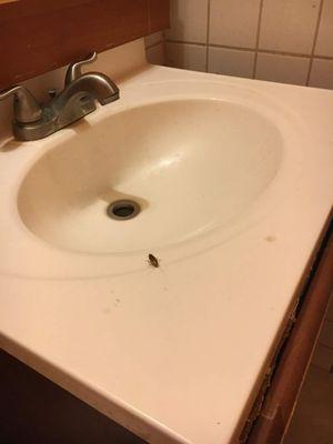 Roaches in the restroom.