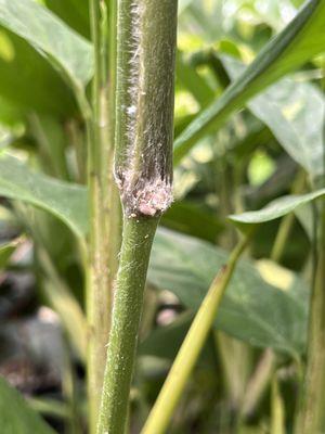 Mealey Bug infestation on a part of a plant stem.