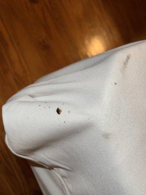 Large bedbug and small ones