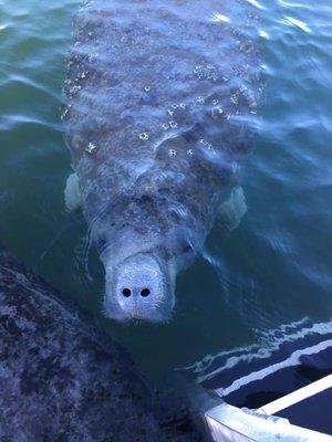 swimming with the manatees