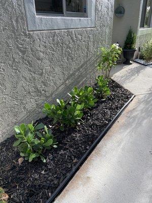 Black mulch with requested plants.