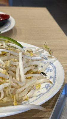 This fly  is enjoying the sprouts.