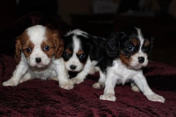 AKC Cavalier King Charles Spaniel puppies all champion lines