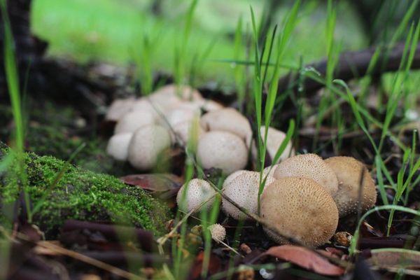 Some mushrooms popping up in early January.