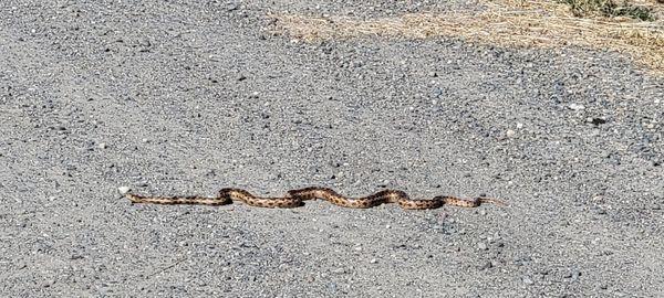 Western Gopher Snake