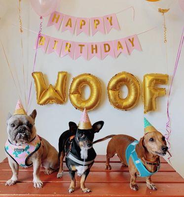 It was a paw-some birthday party yesterday- filled with love, laughter, and Woofs! Contact us for your next event & collaboration ideas!