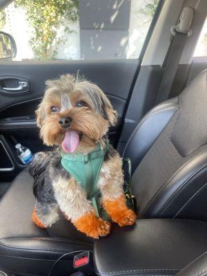 Super happy pup immediately after his appointment at Denise's