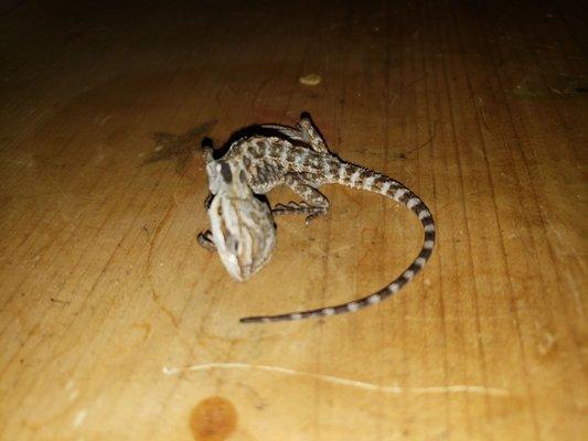 Dead Baby Bearded Dragon