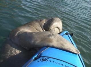 Manatees also Love Hurricane Kayaks